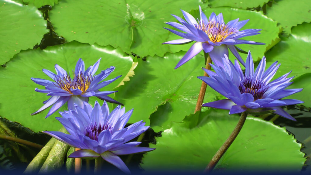 blue-lotus-2