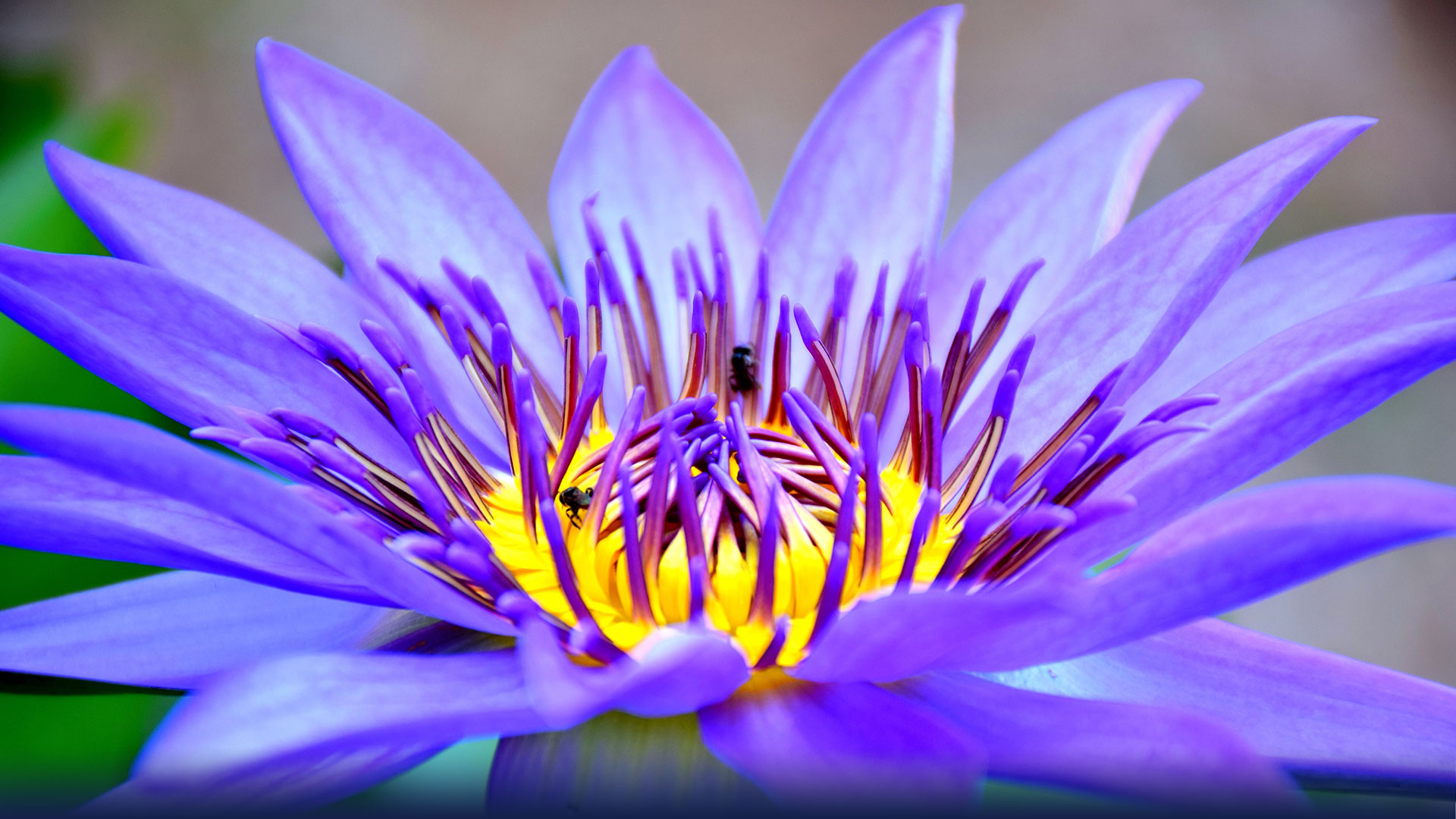 blue-lotus-3