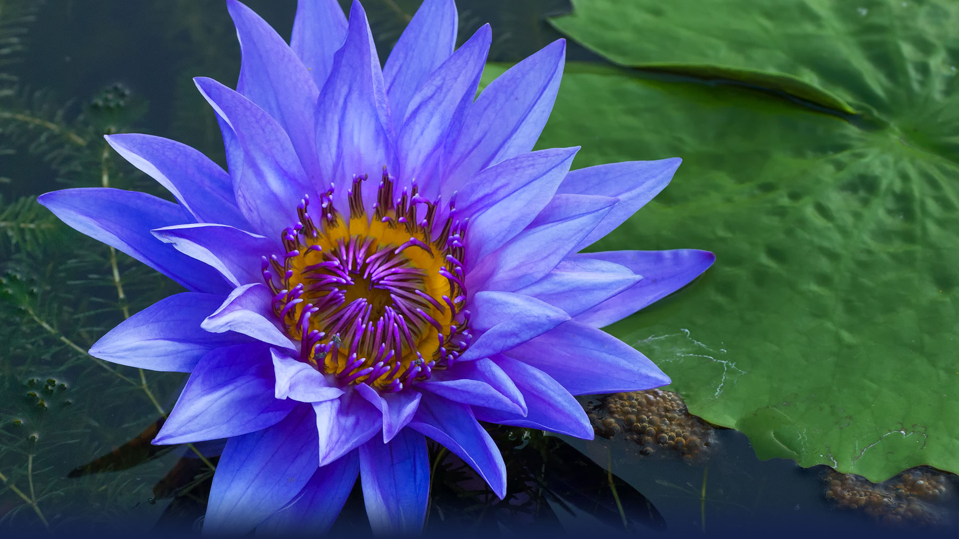 blue-lotus-5