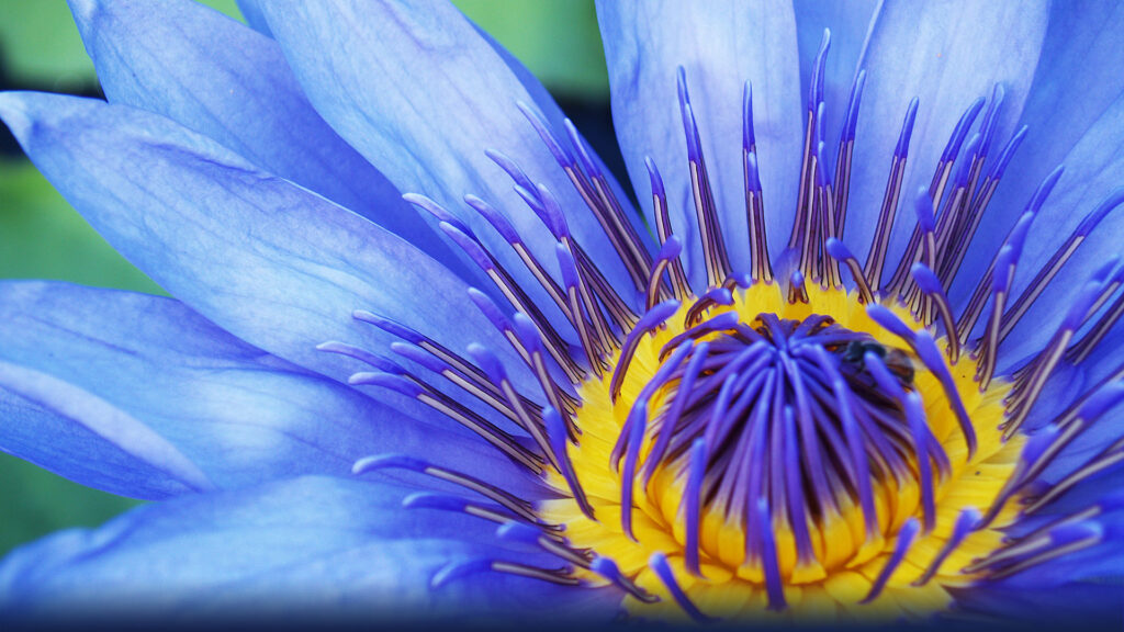 blue-lotus-8