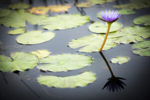 A Blue Lotus rising from the depths.