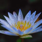 Blue Lotus Attar (Nymphaea caerulea)