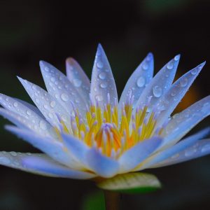 Blue Lotus Organic Hydrosol (Nymphaea caerulea)