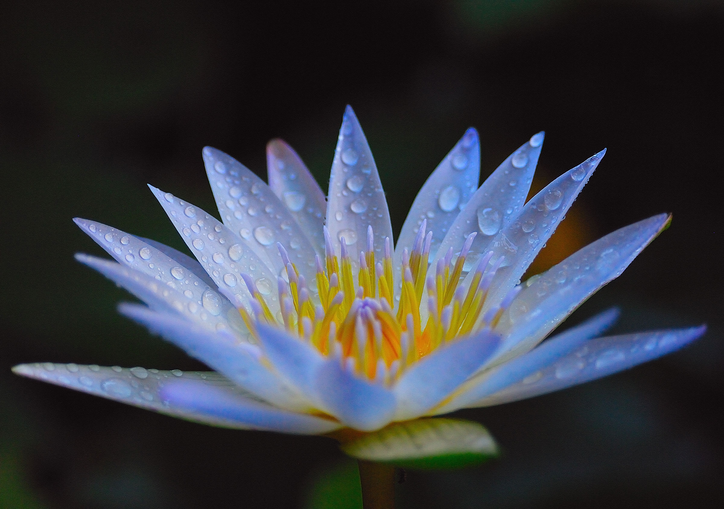 Blue Lotus Absolute (Nymphaea caerulea) from