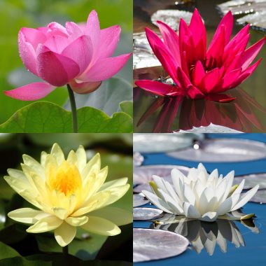Lotus Seeds (Nelumbo Nucifera) – 4 Colours