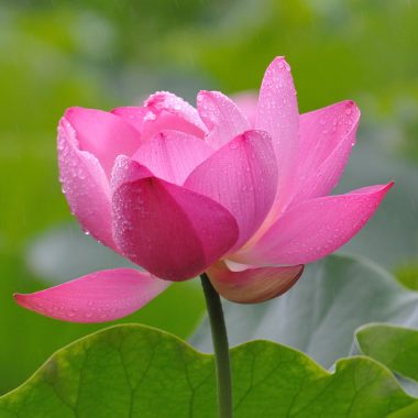Pink Lotus Absolute (Nelumbo nucifera)