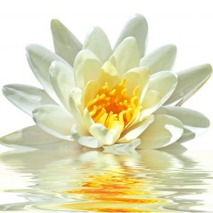 White Lotus Absolute (Nelumbo nucifera)