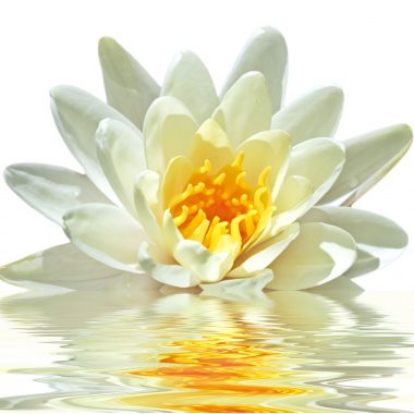 White Lotus Attar (Nelumbo nucifera)
