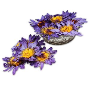 Blue Lotus (Blue Lily) Open Flat Flowers (Nymphaea caerulea)